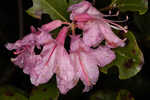 Chapman's rhododendron
